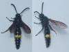 Scolia hirta hirta